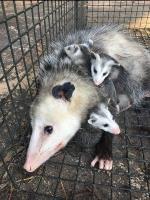 Possum Removal Sydney image 4